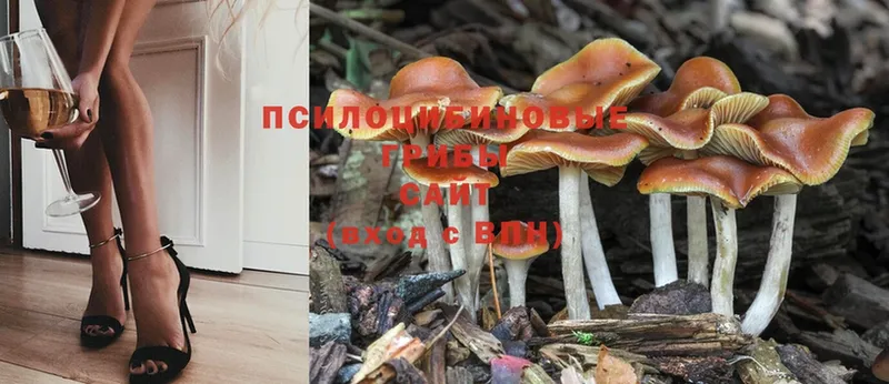 Псилоцибиновые грибы Magic Shrooms  МЕГА tor  Ивдель 